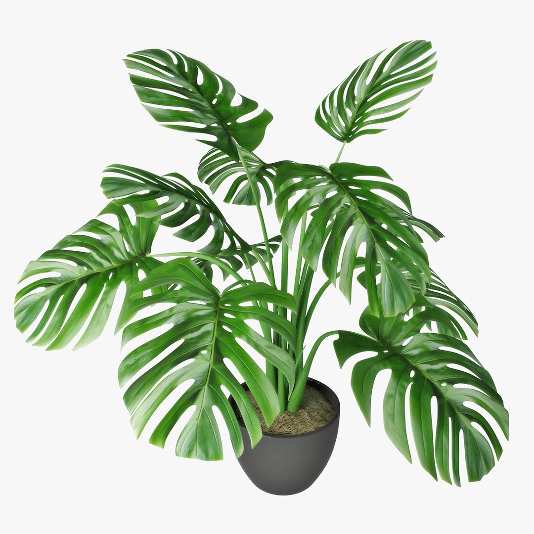 monstera pot 3D https://p.turbosquid.com/ts-thumb/ji/Zv9tIR/ysWnCCUt/pr05/jpg/1492261587/1920x1080/fit_q87/64bef693fd0b56e525e725040ed2cccd84bc5cf1/pr05.jpg