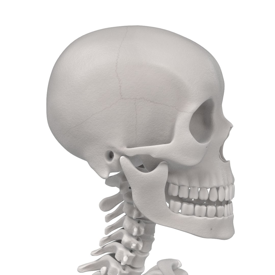 3d Model Female Skeleton