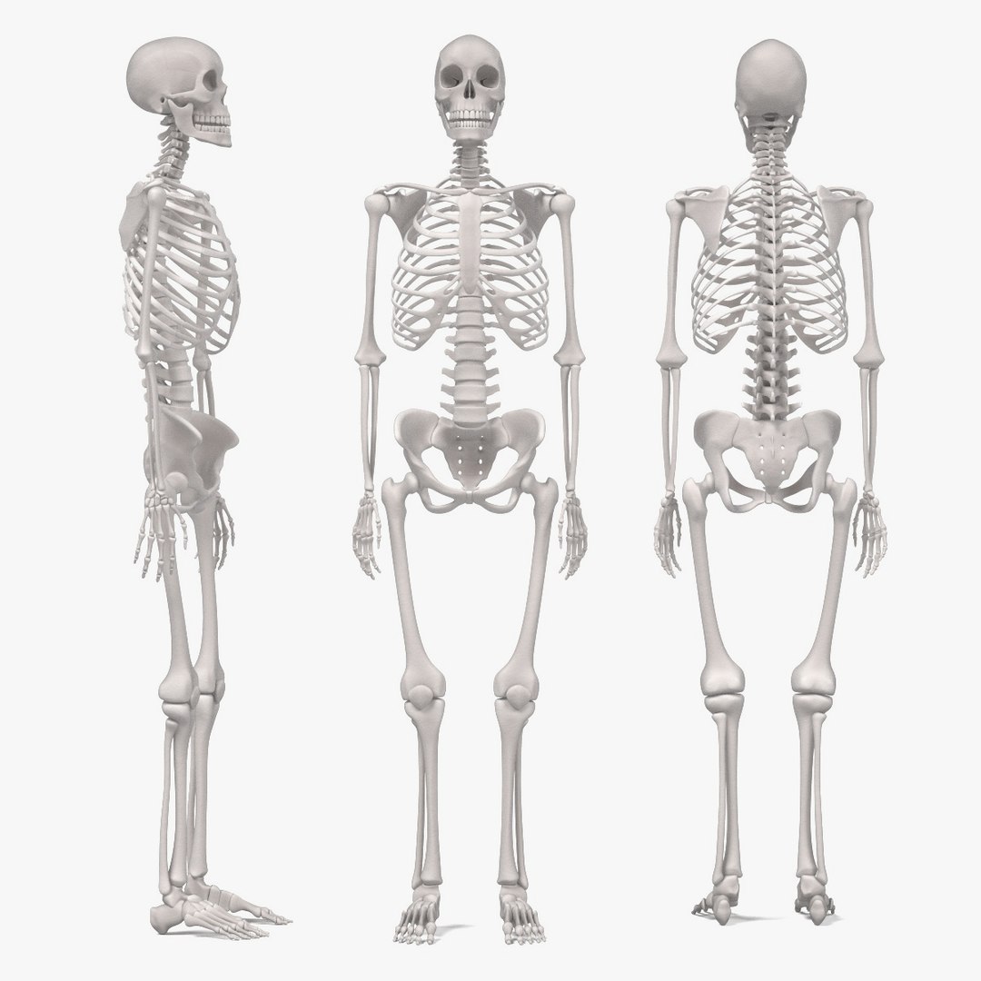 3d Model Female Skeleton