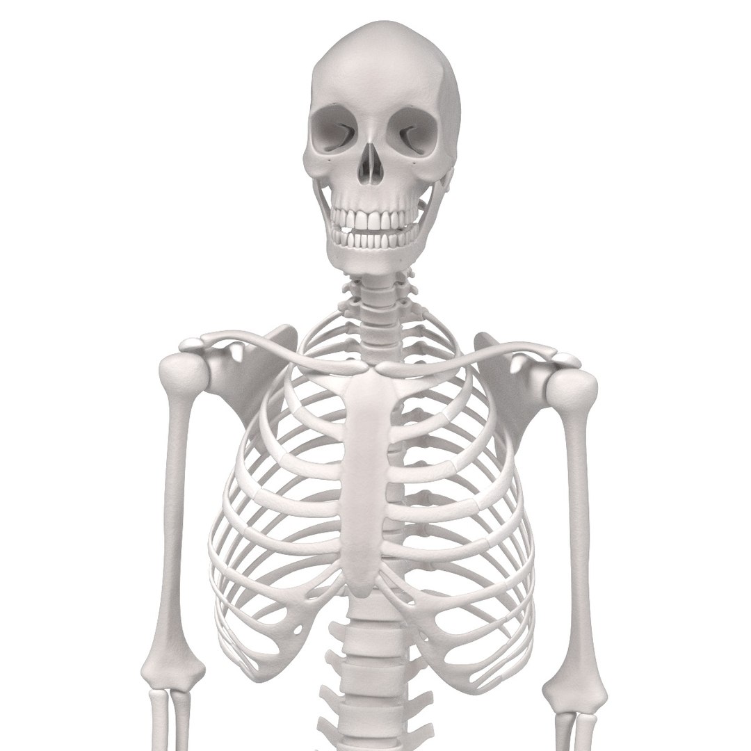 3d Model Female Skeleton