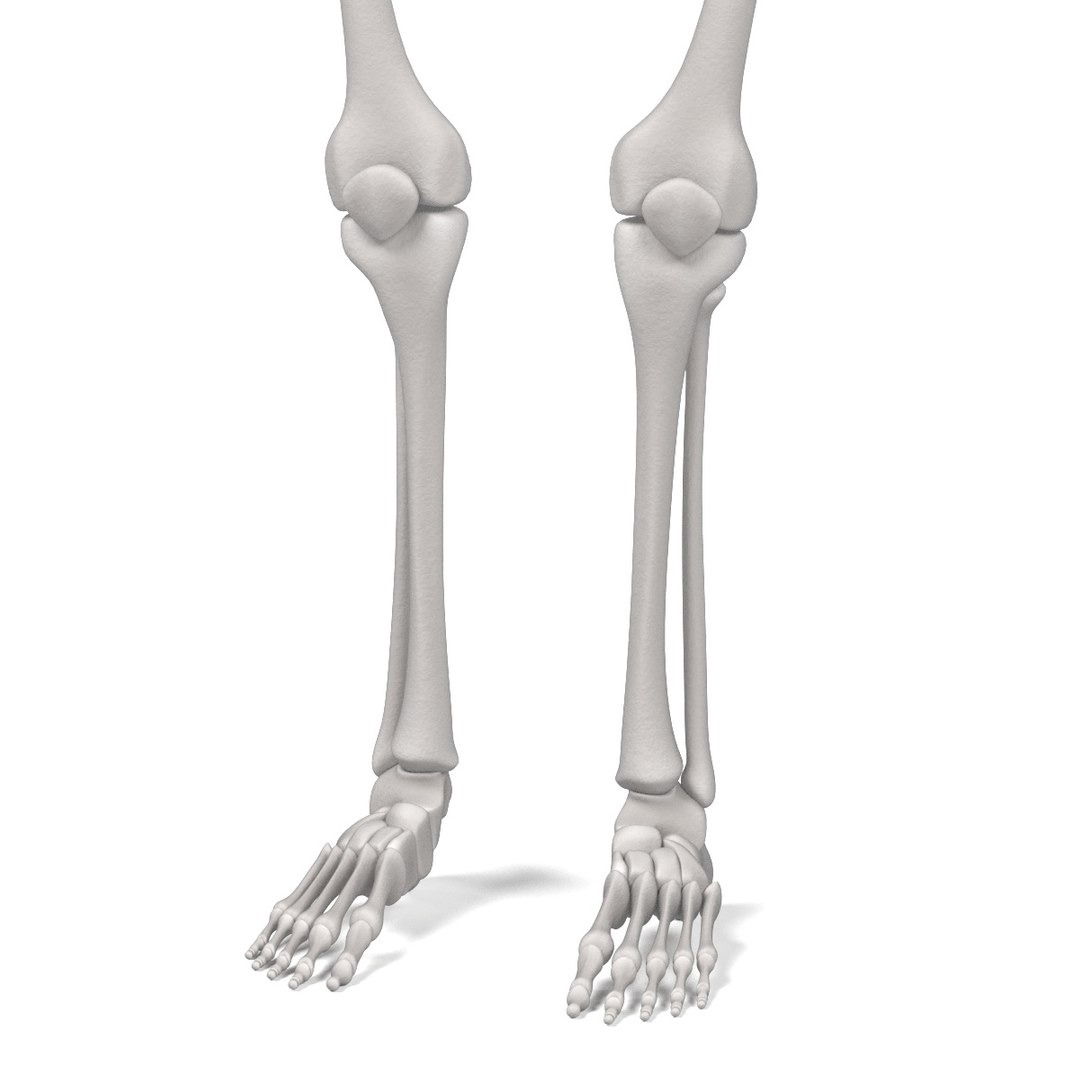 3d Model Female Skeleton