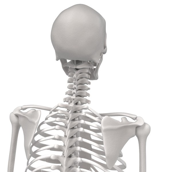 3d model female skeleton