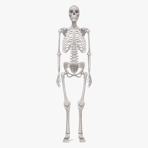 3d model female skeleton