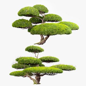 White Pine Penjing