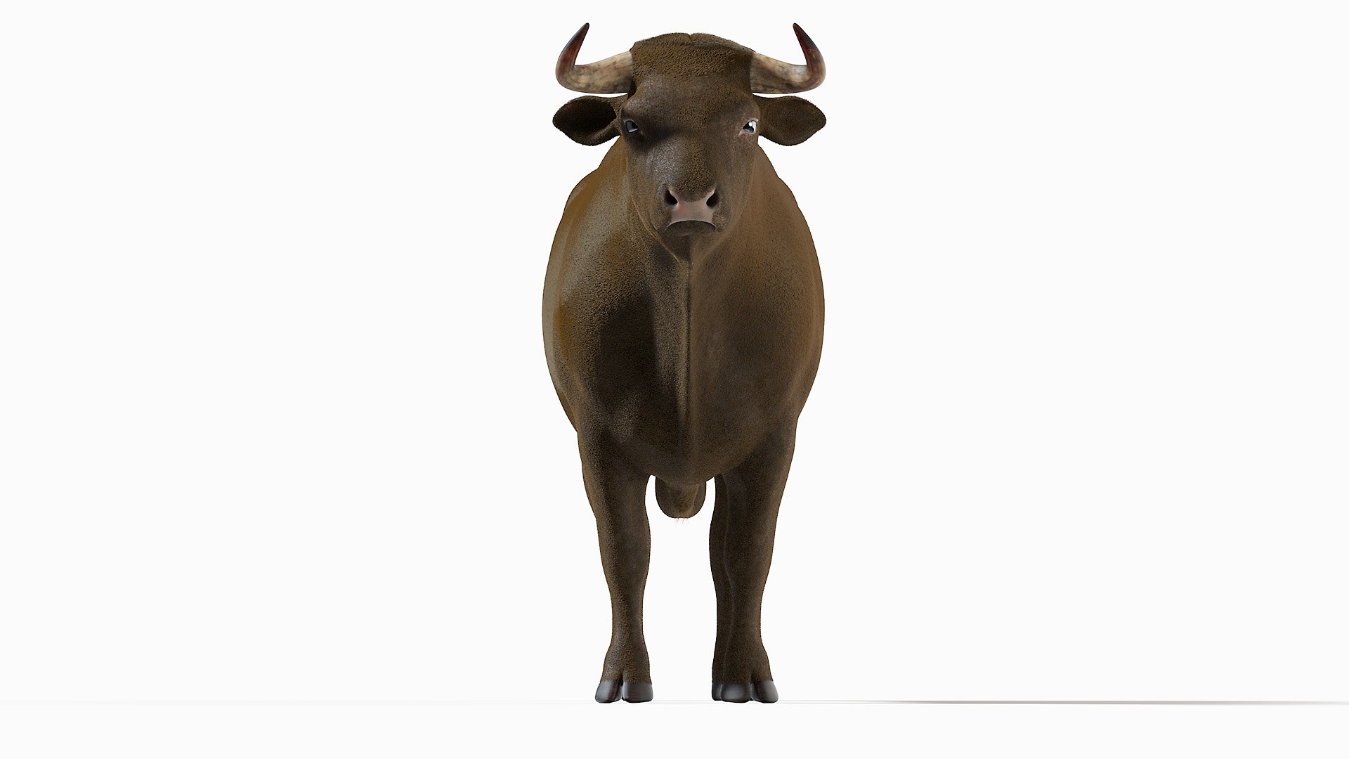 Bull Body, Skeleton and Muscles Static 3D model https://p.turbosquid.com/ts-thumb/ji/vE7OdX/Iy/bull_body0005/jpg/1617109009/1920x1080/fit_q87/7f9cbf587382c34713f844e936d115cd392f30fc/bull_body0005.jpg