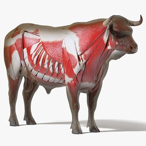 Bull Body, Skeleton and Muscles Static 3D model