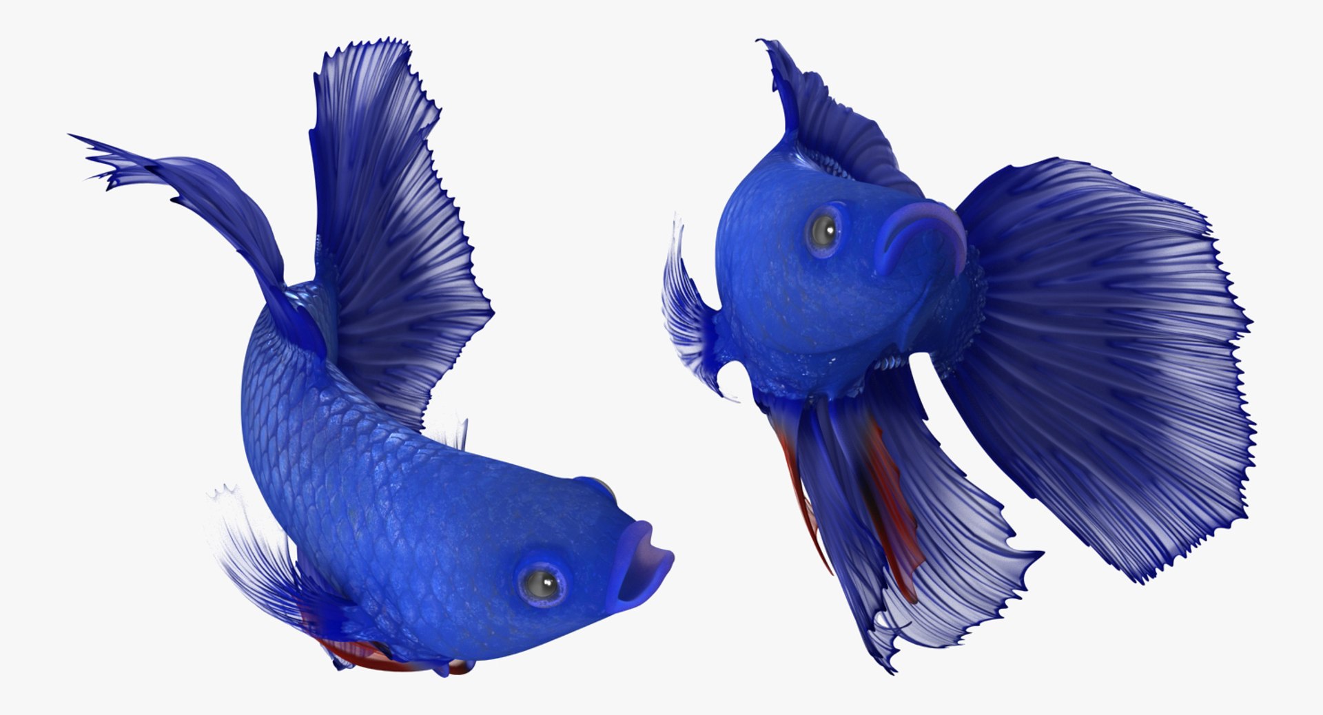 blue betta fish rigged 3D model https://p.turbosquid.com/ts-thumb/jj/9rSzcW/LFMt4xJx/bluebettafishriggedc4dmodel008/jpg/1515339093/1920x1080/fit_q87/9a190a38bb20eaa1785021a8f45a6fe3b382f1aa/bluebettafishriggedc4dmodel008.jpg