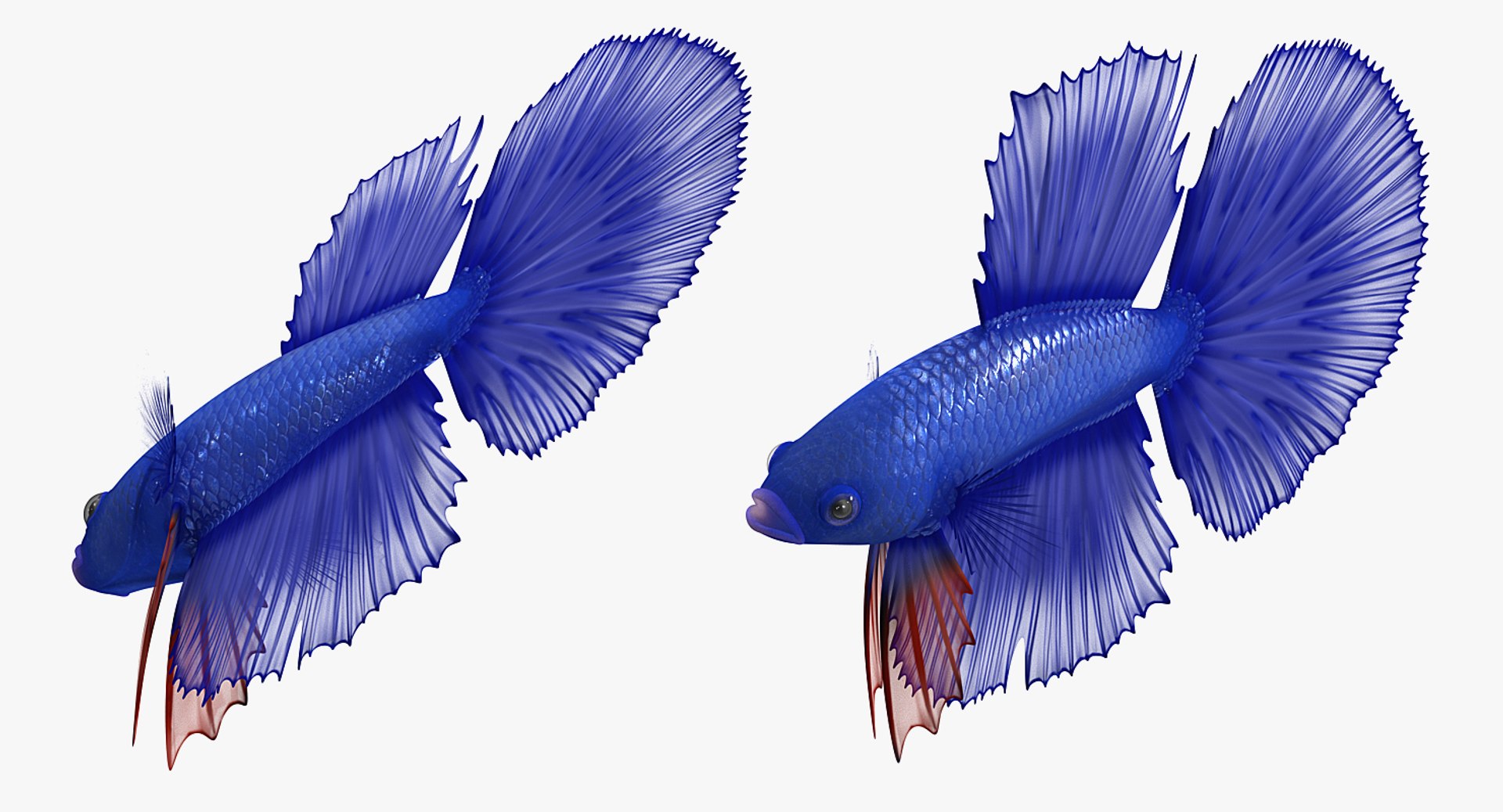 blue betta fish rigged 3D model https://p.turbosquid.com/ts-thumb/jj/9rSzcW/sSy3Qojt/bluebettafishriggedc4dmodel003/jpg/1515339093/1920x1080/fit_q87/ff905ffb4d77c551b3bcfd6599a63f130ce91621/bluebettafishriggedc4dmodel003.jpg
