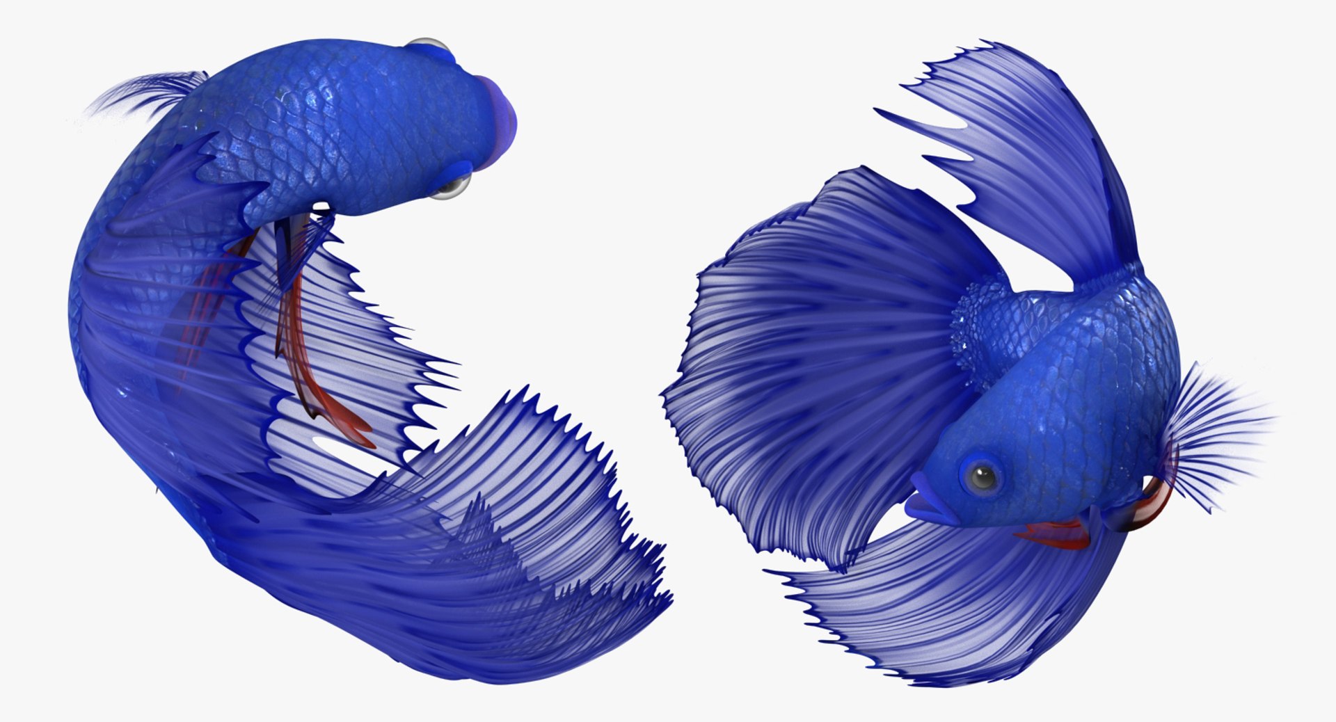 blue betta fish rigged 3D model https://p.turbosquid.com/ts-thumb/jj/9rSzcW/uHom8mgs/bluebettafishriggedc4dmodel009/jpg/1515339093/1920x1080/fit_q87/c8d6cf1c1c6d5f0543995c79d9b282b001df25e9/bluebettafishriggedc4dmodel009.jpg
