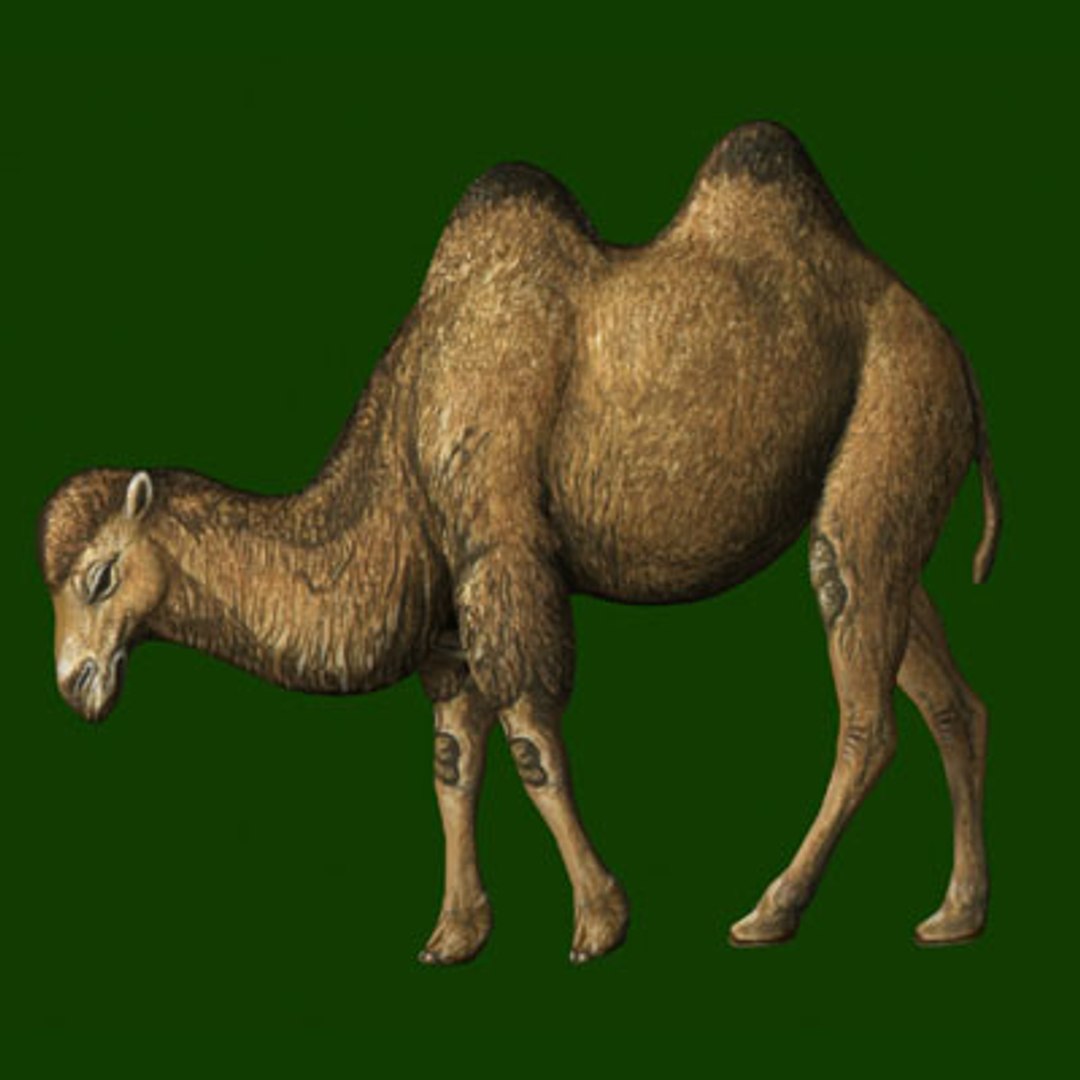 camel poser pz3 https://p.turbosquid.com/ts-thumb/jj/JdFNaM/Lhc612Hx/camel_sd_400/jpg/1109230028/1920x1080/fit_q87/8eb9e9047b20550ff76d6f0b9169952788dab5a2/camel_sd_400.jpg
