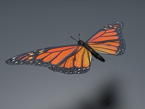 Orange Butterfly