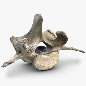 Spine Bone 2