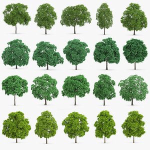 Chestnut Trees Collection