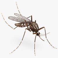 Mosquito Pose 3 with Fur