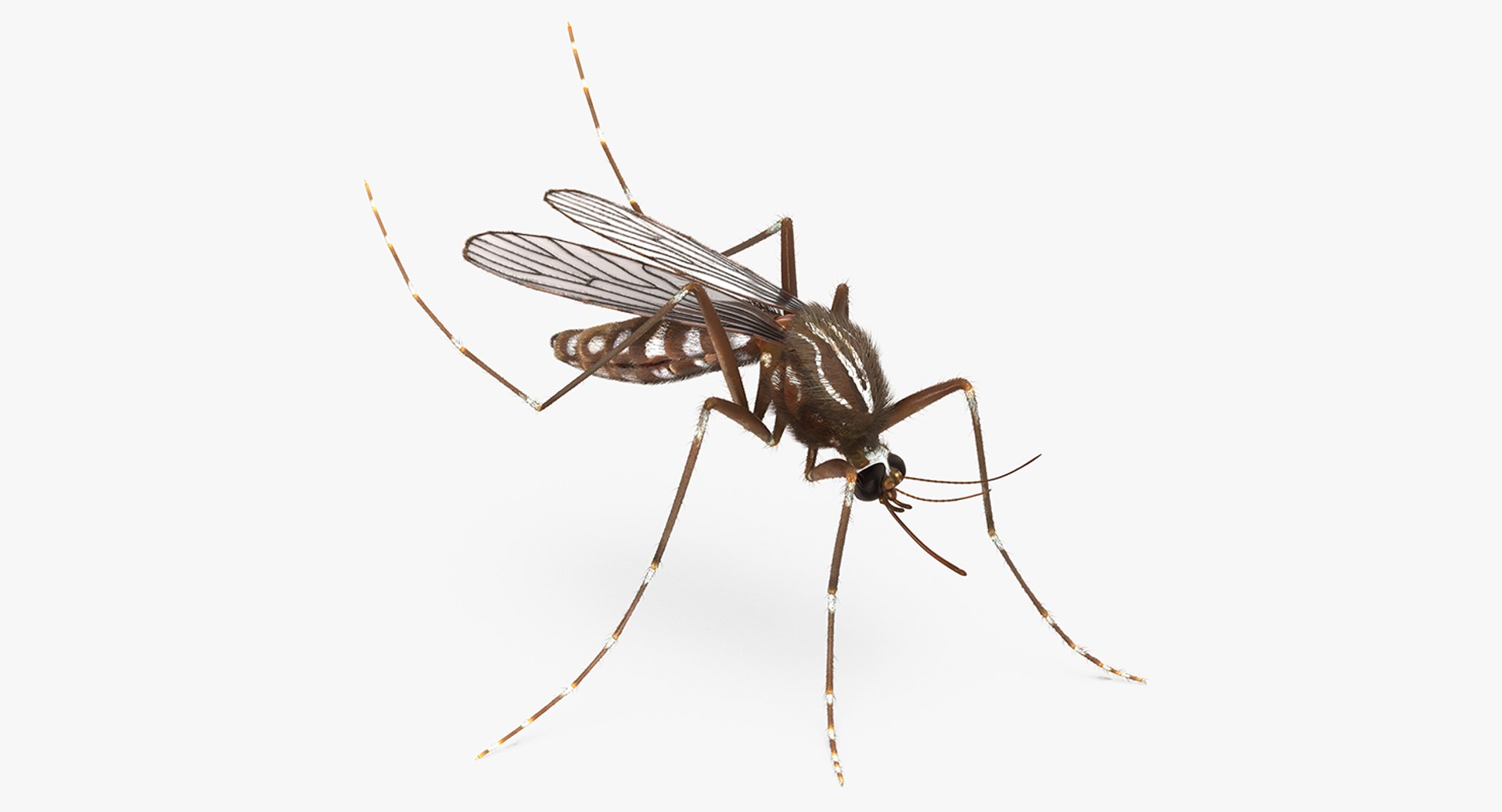 Mosquito Pose 3 with Fur 3D model preview