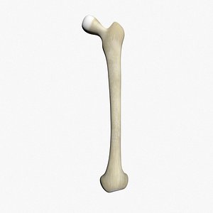 skeleton femur max
