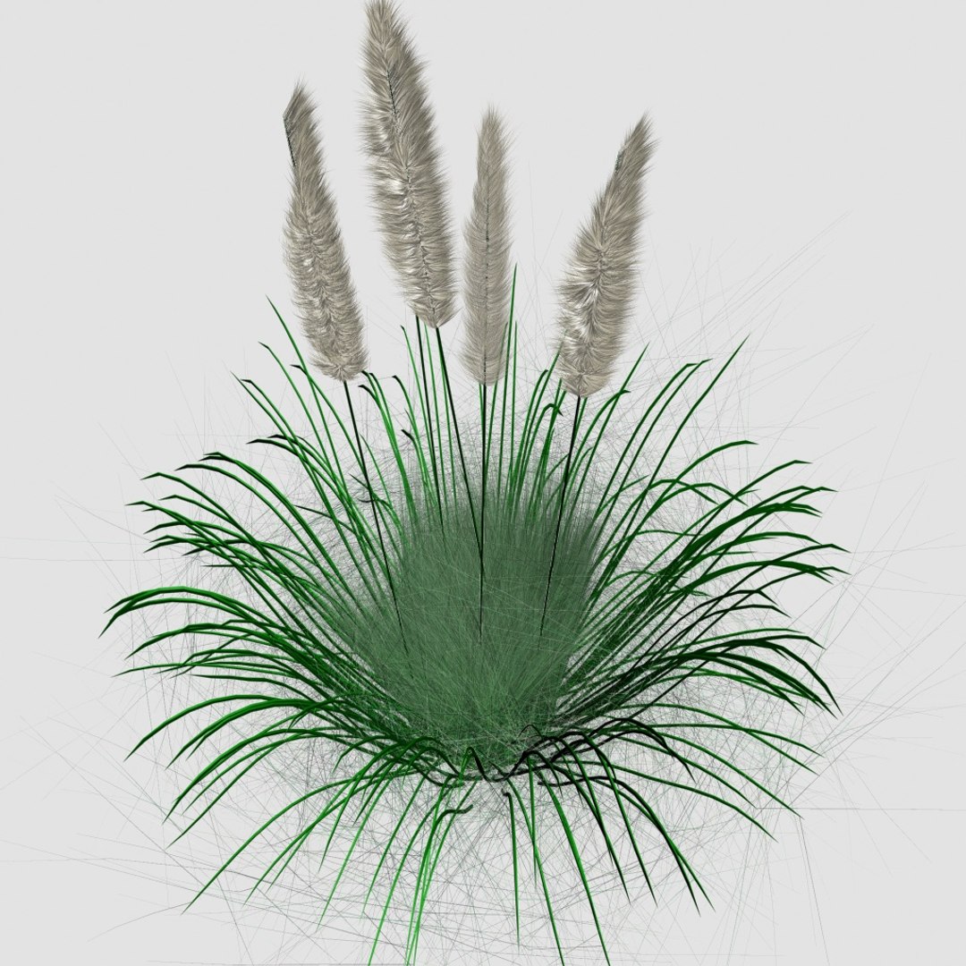 3D ornamental tall grass model https://p.turbosquid.com/ts-thumb/jk/7WiE7h/RmHD7OoK/g2/jpg/1492095240/1920x1080/fit_q87/495e600adb55136bc4299872400da740225f1212/g2.jpg