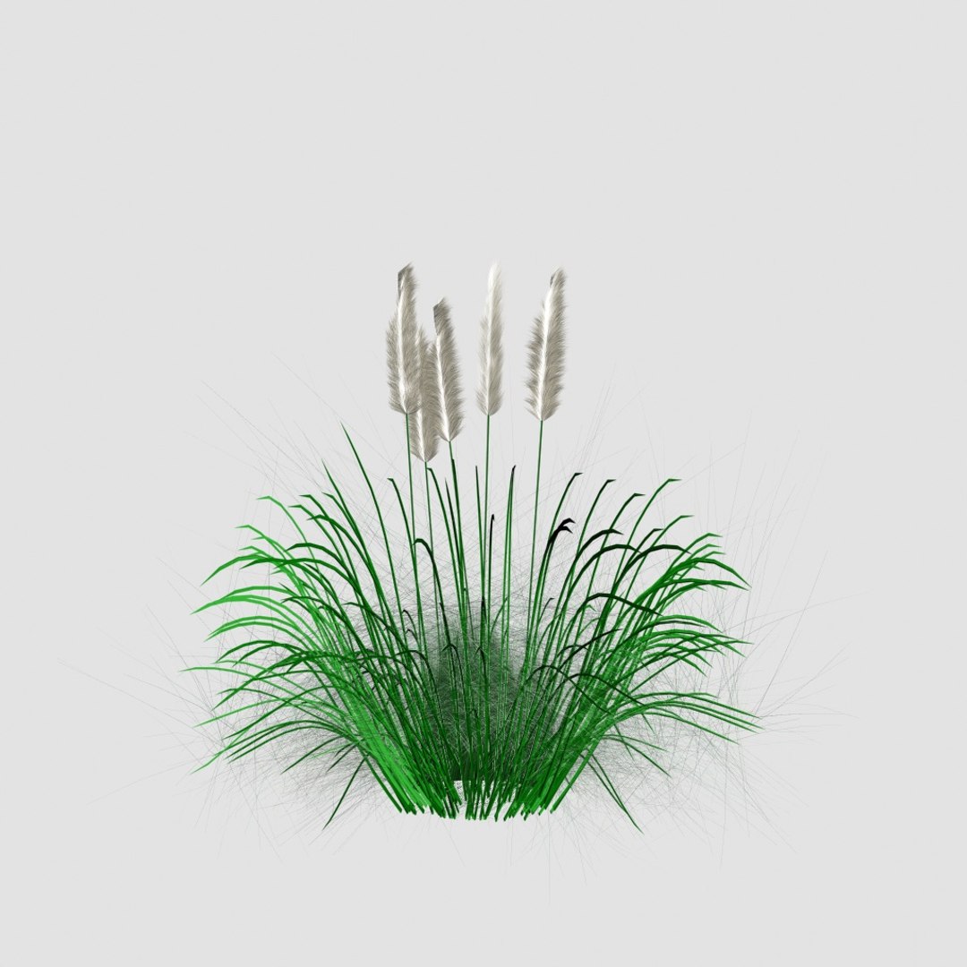 3D ornamental tall grass model https://p.turbosquid.com/ts-thumb/jk/7WiE7h/SQ4ggidS/g5/jpg/1492095241/1920x1080/fit_q87/9000a1ab142b6b84772c9429e5e0da6276777841/g5.jpg
