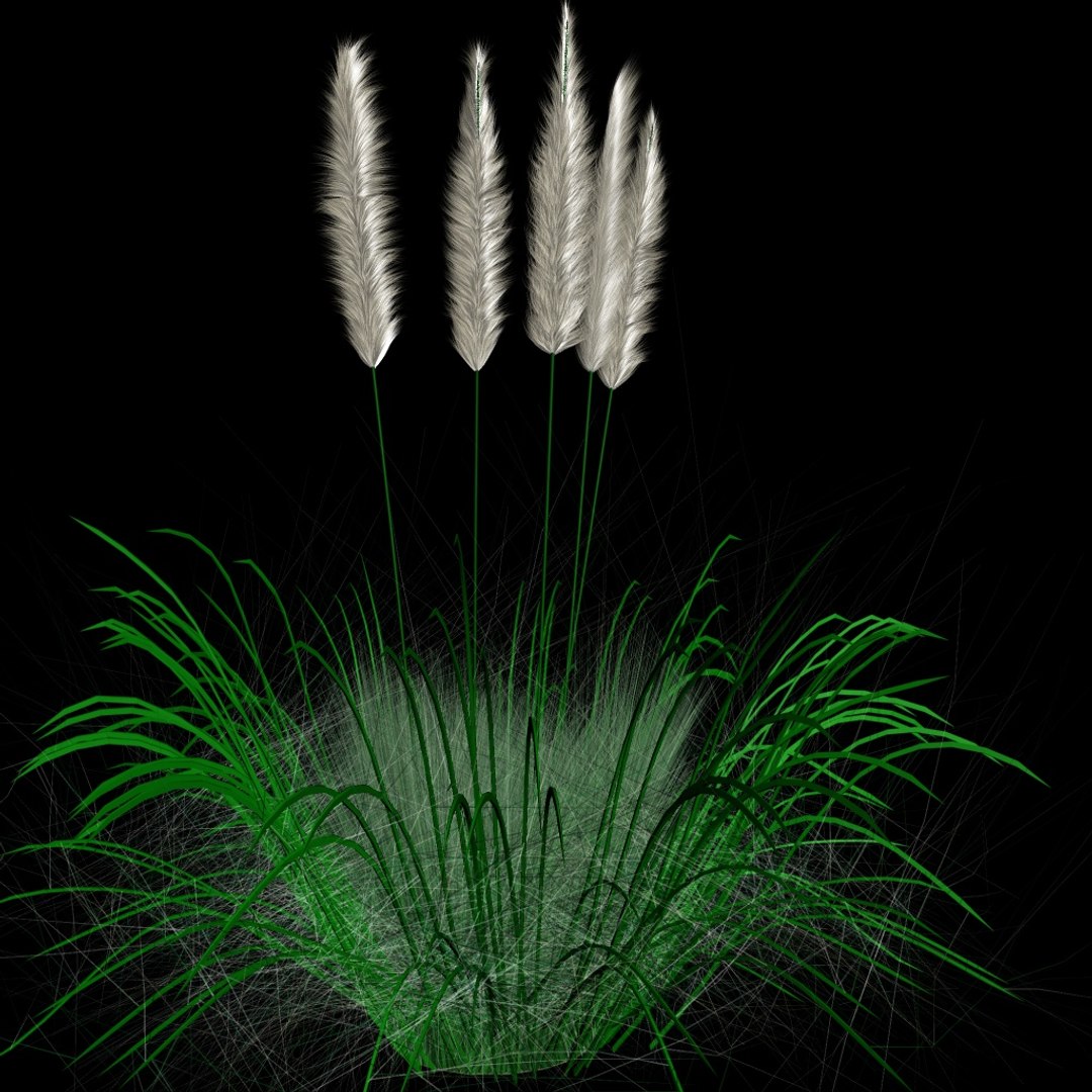 3D ornamental tall grass model https://p.turbosquid.com/ts-thumb/jk/7WiE7h/iBj96hI5/g4/jpg/1492095199/1920x1080/fit_q87/e0f6f23cd666e207eed00630551498dcbfa103a9/g4.jpg