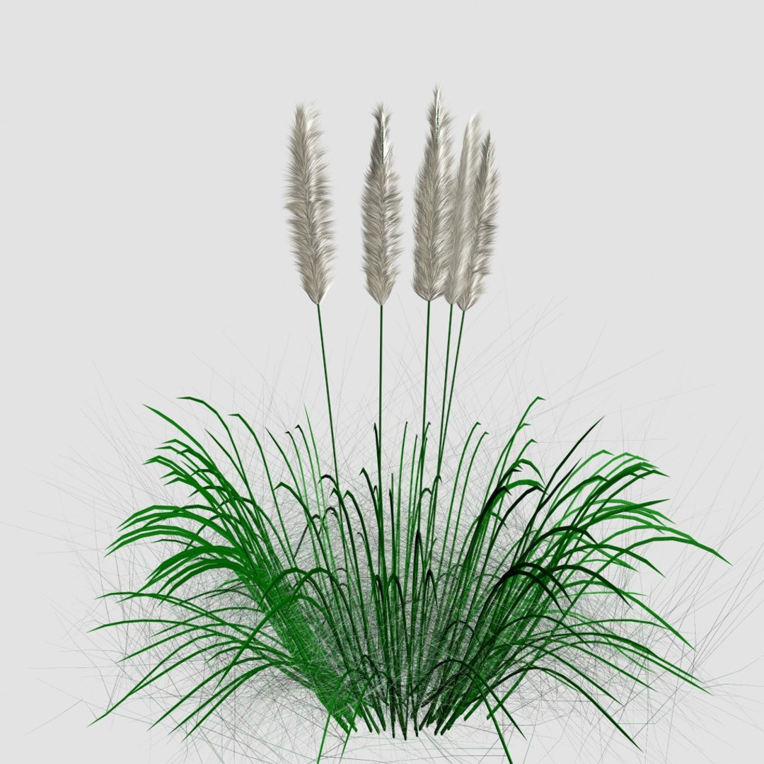 3D ornamental tall grass model https://p.turbosquid.com/ts-thumb/jk/7WiE7h/tvIQW3dP/g3/jpg/1492095240/1920x1080/fit_q87/1c0cc7b66329a7b6c1708149786afd3ce700ff3f/g3.jpg