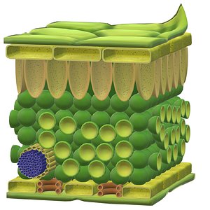 3D Plant structure
