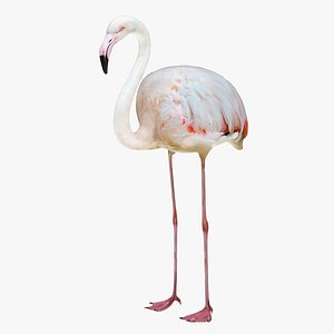 Flamingo White