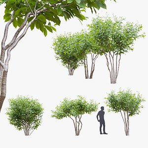 Magnolia stellata leaf 3D model
