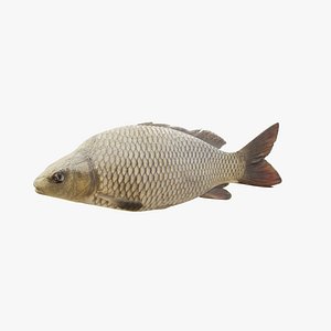 Carp - Static PBR