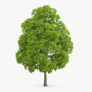 American Chestnut Tree 15.5m