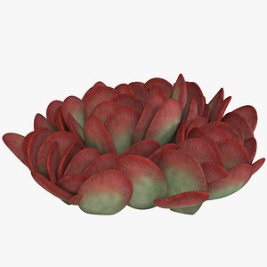 3D succulent pig s ear model
