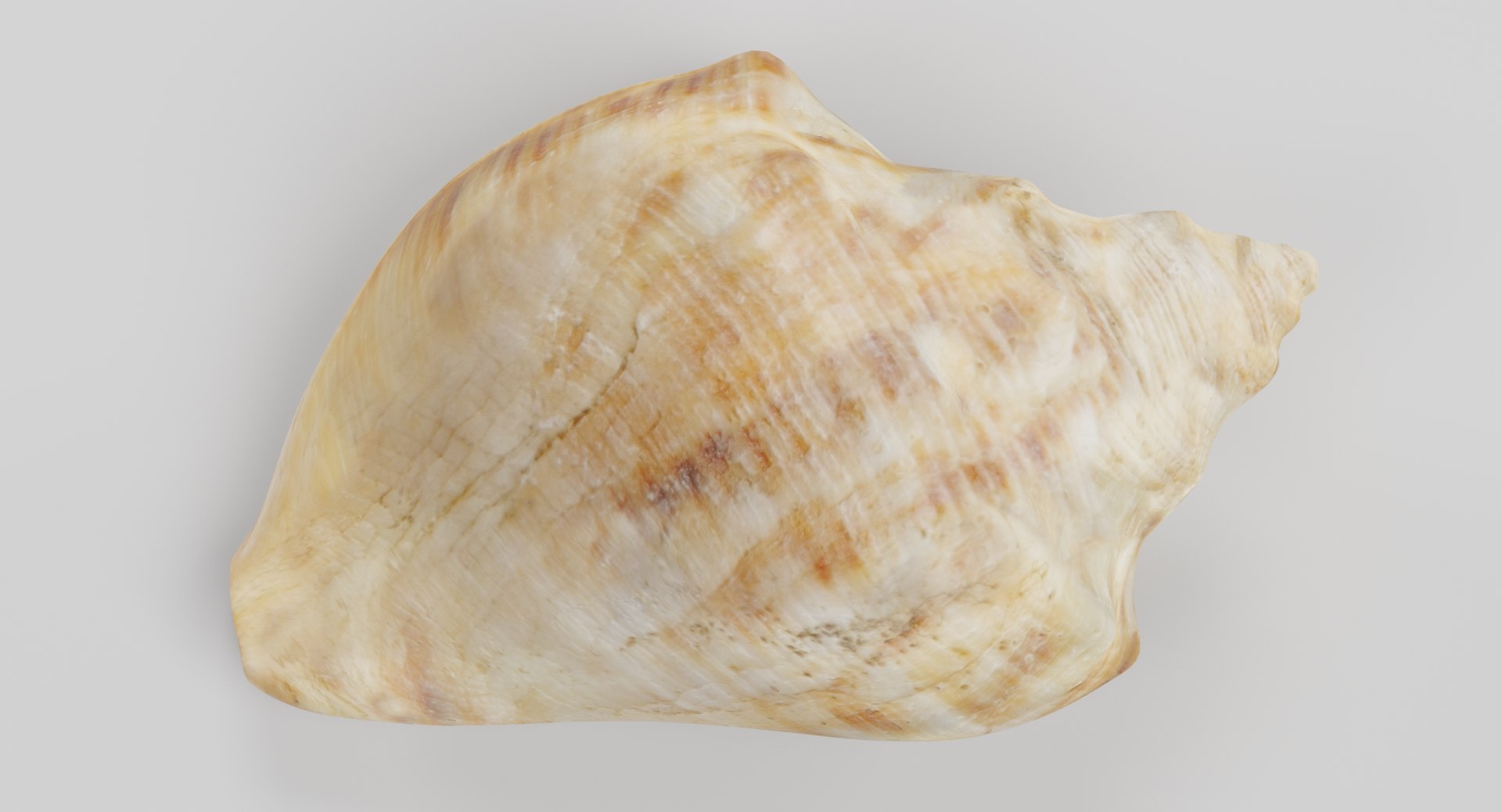 Seashell Pbr 3D - TurboSquid 1254641