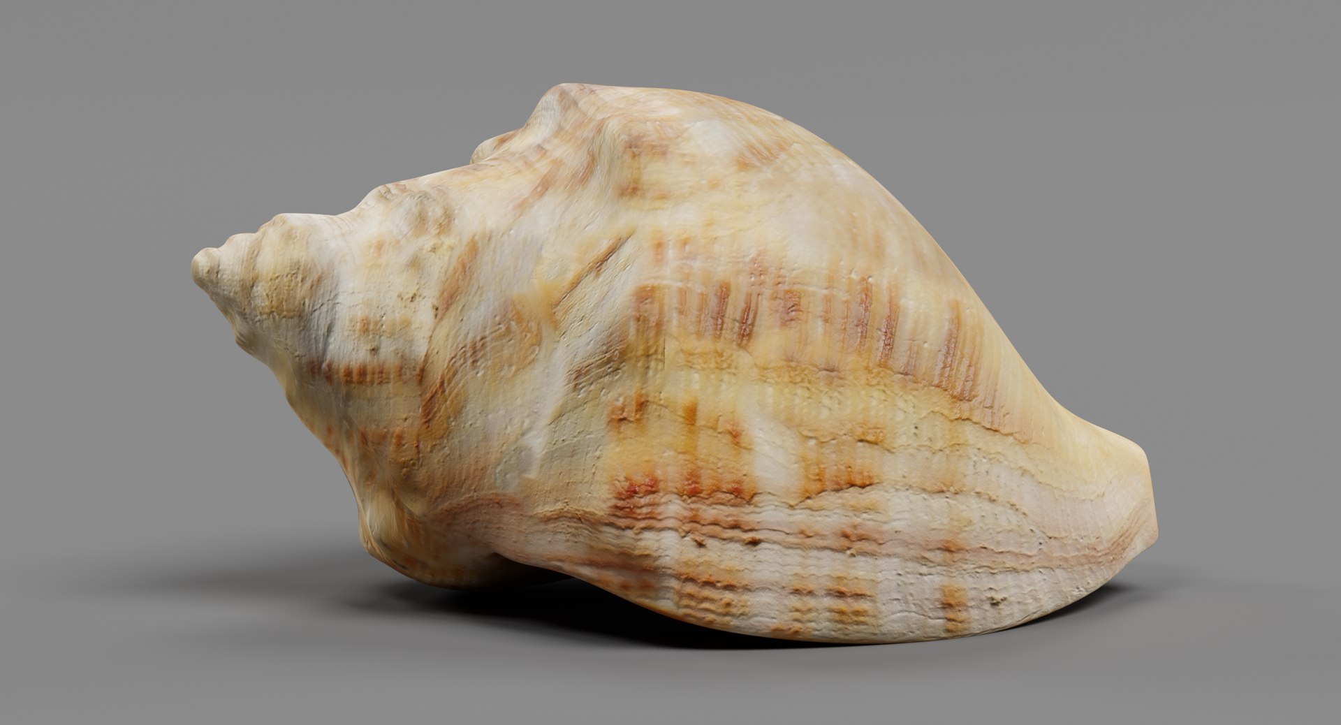 Seashell Pbr 3D - TurboSquid 1254641