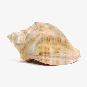 seashell pbr 3D