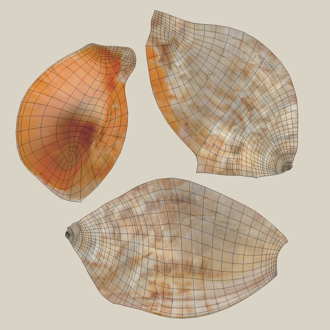 Seashell Pbr 3D - TurboSquid 1254641
