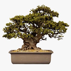 Satsuki Nyohozan 2 Bonsai Tree Remastered 3D