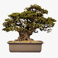 Satsuki Nyohozan 2 Bonsai Tree Remastered