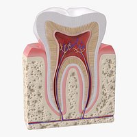Human Tooth Anatomy