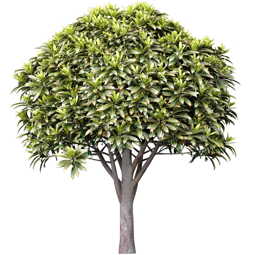 3D Ornamental Evergreen Garden Street Tree Model - TurboSquid 2319525
