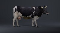 Holstein Cow