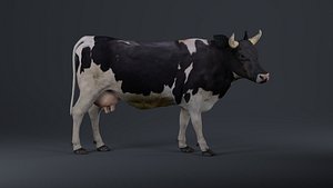 Holstein Cow