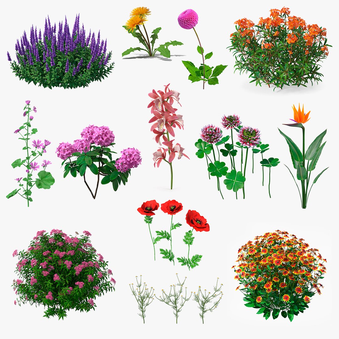 Flowering Plants Collection 9