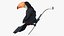 Toucan on Branch Fur for Cinema 4D