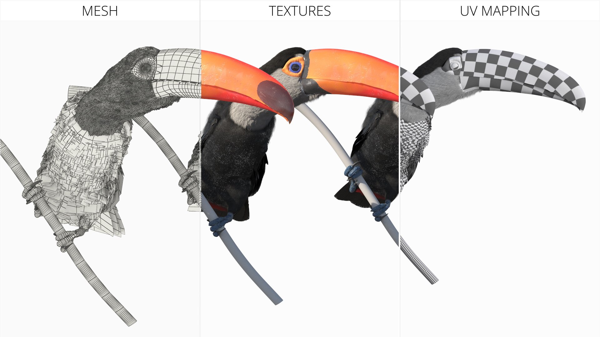 Toucan on Branch Fur for Cinema 4D 3D model https://p.turbosquid.com/ts-thumb/jk/ypIVQ8/7W/toucan_on_branch_fur_008/jpg/1758001451/1920x1080/fit_q87/cd033da18017030fe776c3a39bb4fc8940eb2326/toucan_on_branch_fur_008.jpg