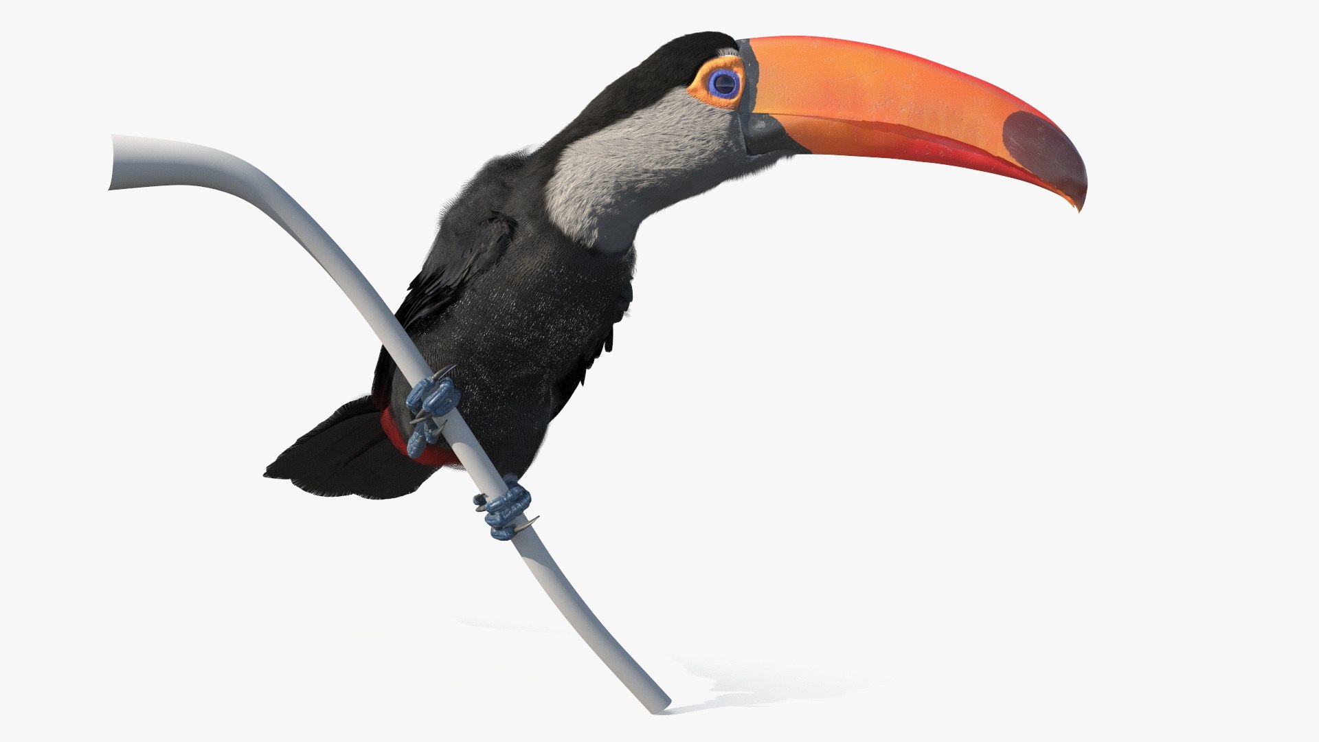 Toucan on Branch Fur for Cinema 4D 3D model https://p.turbosquid.com/ts-thumb/jk/ypIVQ8/7t/toucan_on_branch_fur_002/jpg/1758001354/1920x1080/fit_q87/0499de86b957832acdd4f7980e19f0f12e911204/toucan_on_branch_fur_002.jpg