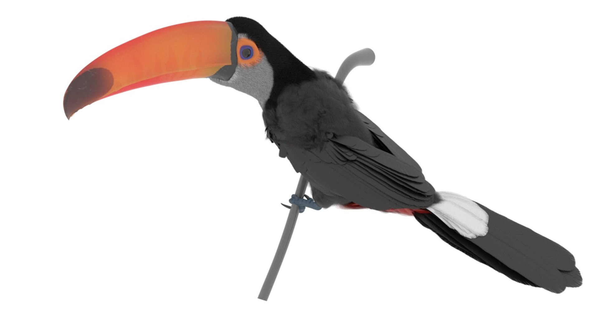 Toucan on Branch Fur for Cinema 4D 3D model https://p.turbosquid.com/ts-thumb/jk/ypIVQ8/K9/toucan_on_branch_fur_for_cinema_4d_1002/jpg/1758001477/1920x1080/fit_q87/bd8301ae90d465fded856598467841555c837c93/toucan_on_branch_fur_for_cinema_4d_1002.jpg