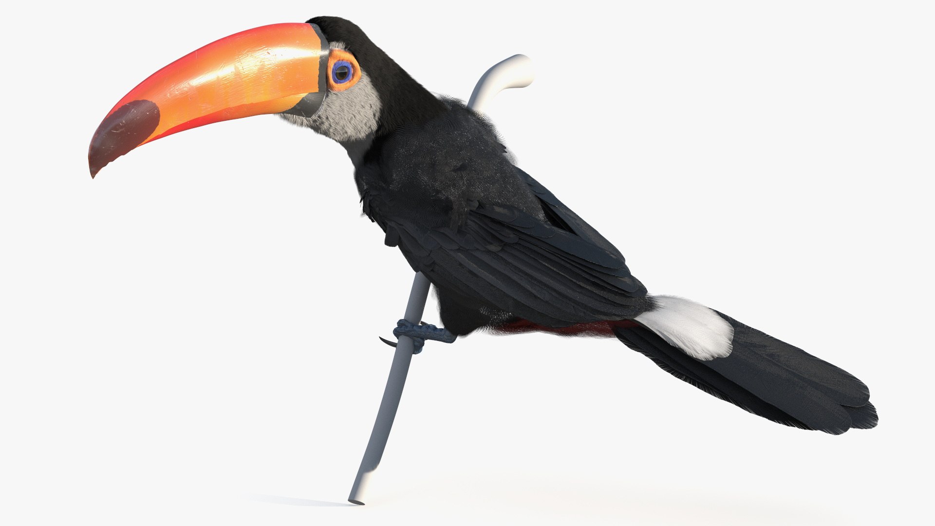 Toucan on Branch Fur for Cinema 4D 3D model https://p.turbosquid.com/ts-thumb/jk/ypIVQ8/R4/toucan_on_branch_fur_004/jpg/1758001437/1920x1080/fit_q87/052ab4d7e0fc93b600f003043a83b6e784ad3a5f/toucan_on_branch_fur_004.jpg