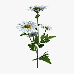 chamomile flower 3d model