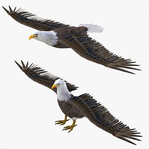 3D bald eagle