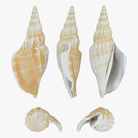 Doxander Vittatus Raw Scan