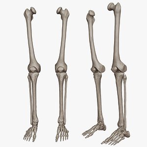 lower limb science anatomy 3D model